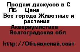 Продам дискусов в С-ПБ. › Цена ­ 3500-4500 - Все города Животные и растения » Аквариумистика   . Волгоградская обл.